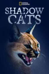 Shadow Cats แมวแห่งเงา 2022 ซับไทย
