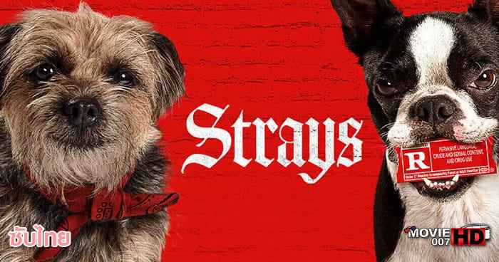 ดูหนัง Strays ชีวิตหมาต้องไม่หมา